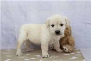 Jenna - puppy for sale