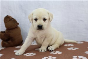 May - Labrador Retriever for sale