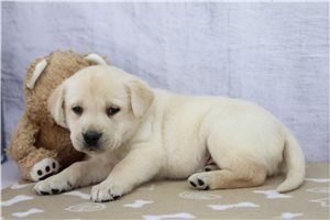 Collin - Labrador Retriever for sale