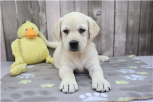 May - Labrador Retriever for sale