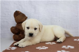 Zink - Labrador Retriever for sale