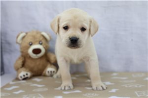Cece - Labrador Retriever for sale