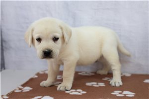 Zook - Labrador Retriever for sale
