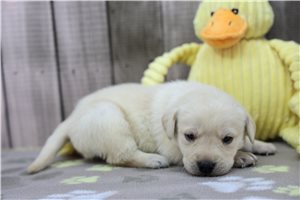 Cece - Labrador Retriever for sale