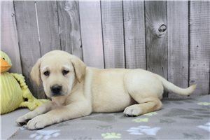 Zeus - Labrador Retriever for sale