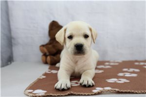 Zander - Labrador Retriever for sale