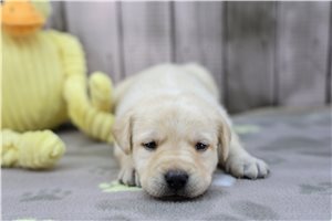 Candace - puppy for sale