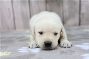 Callie - puppy for sale