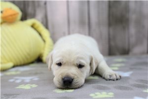 Clayton - Labrador Retriever for sale