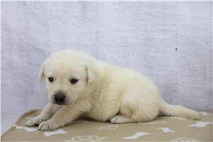 Zook - puppy for sale
