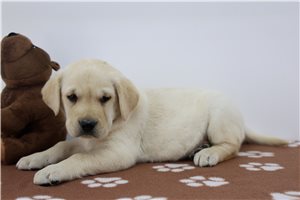 Jenson - Labrador Retriever for sale
