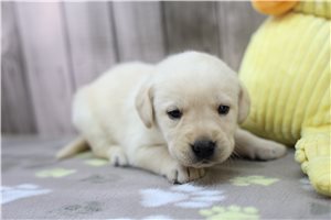 Ciara - puppy for sale