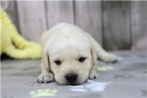 Charlie - puppy for sale
