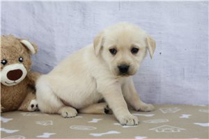 Chloe - Labrador Retriever for sale