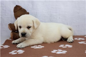 Zach - Labrador Retriever for sale