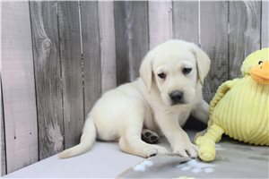 Zook - Labrador Retriever for sale