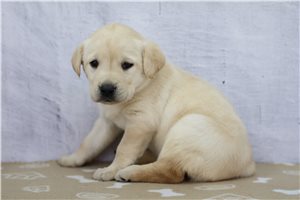 Jazzy - puppy for sale