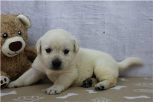 Zach - Labrador Retriever for sale