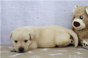Zeus - puppy for sale