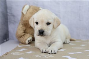 Jenson - Labrador Retriever for sale