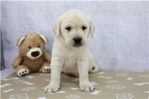 Conner - Labrador Retriever for sale