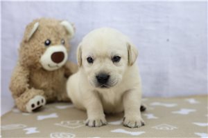 Zink - puppy for sale