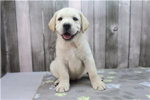 Zink - Labrador Retriever for sale