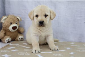 Corduroy - Labrador Retriever for sale
