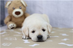 Julia - puppy for sale