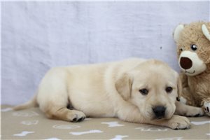 Jacob - puppy for sale