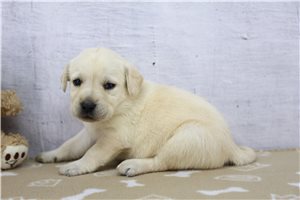 Zena - puppy for sale