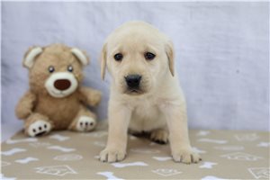 Ciara - Labrador Retriever for sale