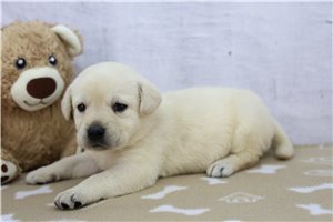 May - Labrador Retriever for sale