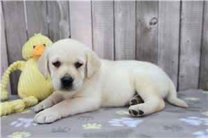 Zach - Labrador Retriever for sale