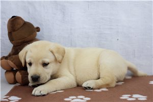 Zeus - Labrador Retriever for sale