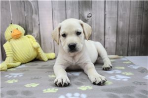 Zander - Labrador Retriever for sale