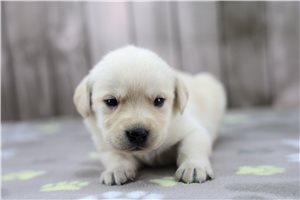 Chloe - puppy for sale
