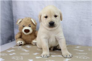 Journey - puppy for sale