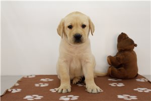 Jacob - Labrador Retriever for sale