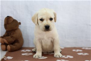 Zena - Labrador Retriever for sale