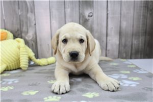 Mitch - Labrador Retriever for sale