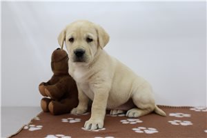 Journey - Labrador Retriever for sale