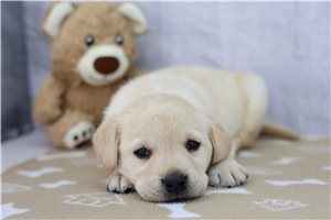 Jace - puppy for sale