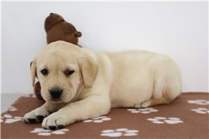 Jace - Labrador Retriever for sale