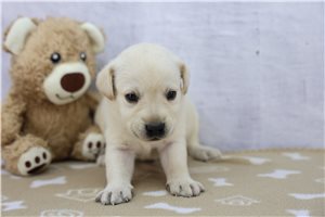 Zander - puppy for sale