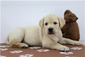 Jazzy - Labrador Retriever for sale