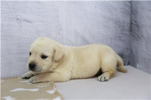 Mitch - puppy for sale