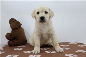 Jenna - Labrador Retriever for sale