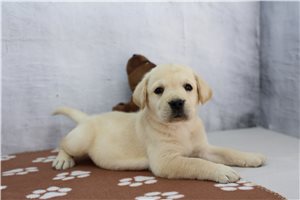 Mitch - Labrador Retriever for sale