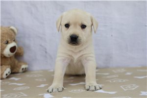 Callie - Labrador Retriever for sale
